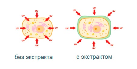 Экстракт сенны (кассии) крылатой Экстракт сенны (кассии) крылатой